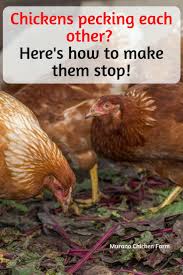 Stop Chickens From Pecking Each Other Chicken Pecking Chickens Raising Backyard Chickens
