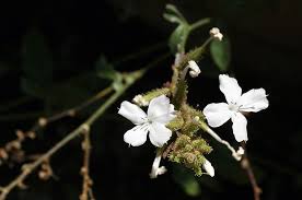 Image result for Plumbago zeylanica