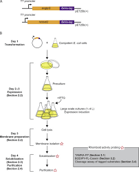 Higher efficiency cells are more important if you will be transforming with. Bacterium Transformation An Overview Sciencedirect Topics