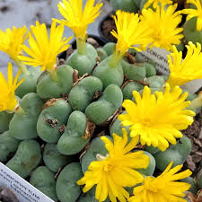 Image result for Ceropegia meyeri