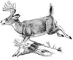 Six Best Tips For Starting To Draw Deer Illustration Deer Drawing Deer Vector