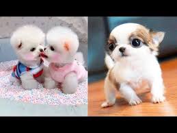 Cute And Funny Baby Dogs Videos Cute Puppy Ever Compilation L Cute Cat Cute Dog Youtube In 2020 Cute Puppies Baby Dogs Cute Dogs