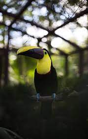 80 Best Animal Photos Ever Taken Link A Daily In 2021 Animals Animal Photo Animal Photography