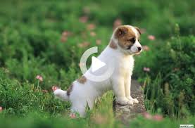 Dog Pictures 2020 Komik Kopekler Kopek