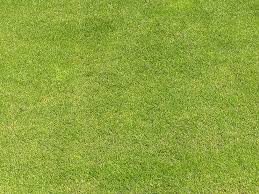Il existe diverses raisons qui font que votre pelouse peut se retrouver infestée de champignons comme l'excès d'humidité en hiver ou encore. Comment Supprimer Les Champignons De La Pelouse Gamm Vert