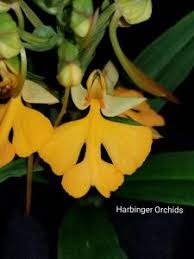 Image result for Habenaria tenuispica