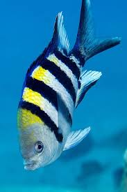 Black And White Saltwater Fish Bill Stohler Sea Fish Ocean Creatures Under The Sea