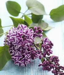 Deko Mit Flieder Arrangements In Der Vase Flieder Pflanzen Flieder Fliederbaum