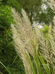 saccharum spontaneum l 1771 甜根子草 台灣生物多樣性資訊入口網 herbs