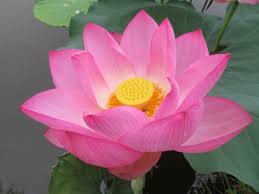Image result for Lotus discolor