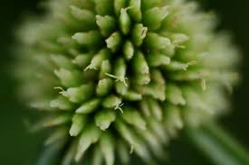 Image result for Cyperus dubius