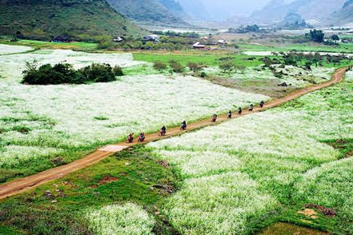Ngỡ ngàng mùa hoa cải trắng trên Cao nguyên Mộc Châu