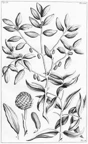 Image result for Agathis