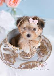 Morkie / yorkshire puppies ready for adoption now. Morkie Puppies For Sale By Teacups Teacup Puppies Boutique
