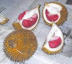 Perbedaan bibit durian musangking merah dan montong, durian merupakan salah durian merah banyuwangi. Durian Isi Merah