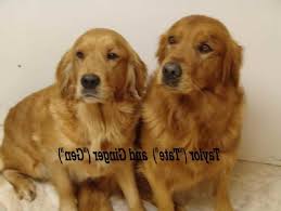 Golden Retriever Puppies For Sale Colorado Petsidi