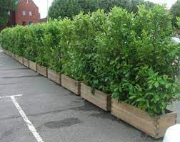 Fresh grown, home garden plants in our jumbo sizes. Pin On Outdoor Spaces