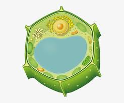 During that cell division, however, meristem cells of varying sizes are generated; The Plant Cell Compartment Antibody Marker Set Is A Png Image Transparent Png Free Download On Seekpng