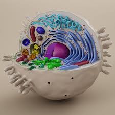 Cell Animal 3d Model Animal Cells Model Cells Project Animal Cell Project