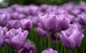 We did not find results for: Download Wallpapers Violet Tulips Bokeh Spring Violet Flowers Tulip Field Macro Tulips Spring Flowers For Desktop Free Pictures For Desktop Free