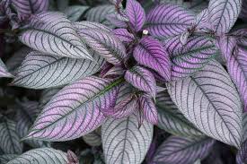 Image result for Strobilanthes