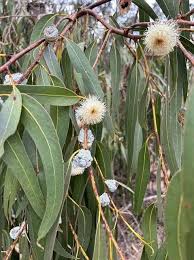 Image result for Eucalyptus