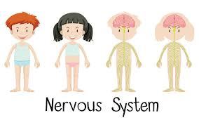 They mostly innervate the same structures but cause opposite effects. The Role Of The Nervous System In Wellbeing Makelifegr8