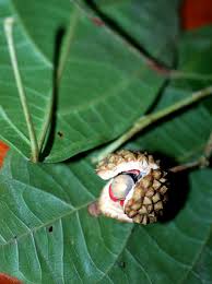 Image result for Lindackeria