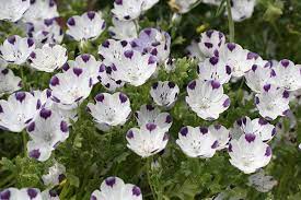 Nemophila Maculata Baby Five Spot Flowers Perennials Flower Seeds Planting Flowers