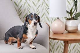 The standard sized dachshund was developed to scent, chase. Dachshund Full Profile History And Care