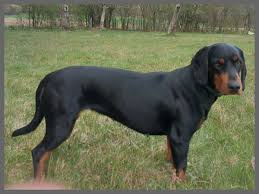 Image result for slovenský kopov