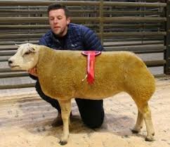 In the rush, many sheep die from exposure after premature shearing. Skipton In Lamb Beltex Sheep Society
