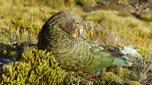 Check spelling or type a new query. Fauna Noveho Zelandu Novy Zeland