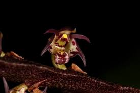 Image result for Bulbophyllum scaberulum