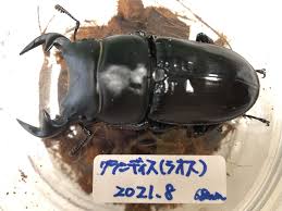 グランディス オオクワガタ 販売