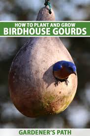 #lucinda williams #fruits of my labor #personal #love love love. How To Grow And Harvest Birdhouse Gourds Gardener S Path