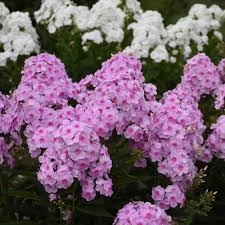 Phlox paniculata is the most commonly grown garden phlox, often known as border phlox. Luminary Opalescence Tall Garden Phlox Phlox Paniculata Proven Winners
