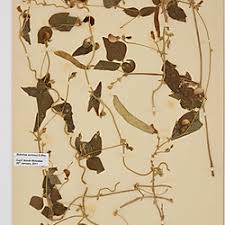 Image result for Dolichos sericeus