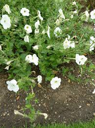 Image result for Petunia axillaris