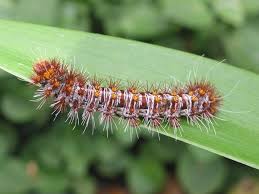 Identifying Australian Caterpillars