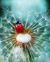 Fabriquer Une Maison A Coccinelles Coccinelle Coccinelle Insecte Photo Coccinelle