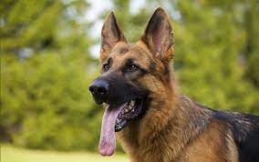 German shepherd cross puppies for sale $1300. Vom Issam Haus German Shepherd Breeder Purebred German Shepherd Puppies For Sale