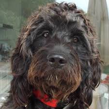 Heute stellen wir ihnen vier hunde aus dem tierheim tierhafen in bad karlshafen vor. Spanischer Wasserhund Mischling Laila Hundin Zuhause Gefunden Tini Tiere In Not Ibiza E V Happy Ends Archiv Von Zergportal De