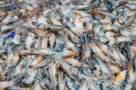 Maybe you would like to learn more about one of these? Hindari 4 Ciri Udang Tidak Segar Ini Jangan Sampai Beli Udang Dengan Kepala Dan Warna Seperti Ini Semua Halaman Nakita