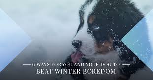 The pet palace will always be our #1 place and. Dog Boarding Near Me Kansas City 6 Ways You And Your Dog Can Beat Winter Boredom