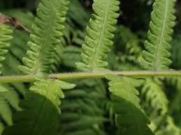 Image result for Christella parasitica