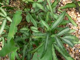 Image result for Pteris cretica