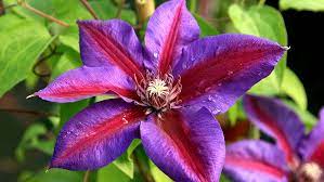 ✓ free for commercial use ✓ high quality images. Langlebige Waldrebe Clematis Hauenstein Ag