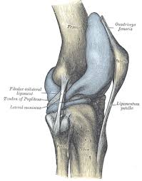 The popliteus is the smallest and most superior muscle of the deep posterior. Popliteus Muscle Action Function Location Study Com