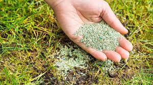 The zoysia grass seed & mulch contains a specially selected seed variety. Will Grass Seed Grow If Not Covered By Soil Or Mulch Best Manual Lawn Aerator